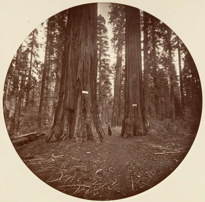 Framed Print : None, ca. 1878. Creator: Carleton Emmons Watkins Framed Print : None, ca. 1878. Creator: Carleton Emmons Watkins