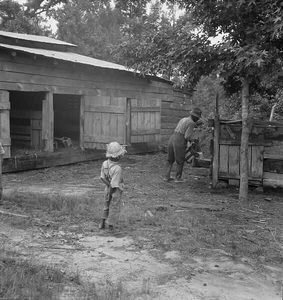 Noon time chores of Negro tenant farmer: feeding the pigs, Granville County, North Carolina, 1939. Creator: Dorothea Lange