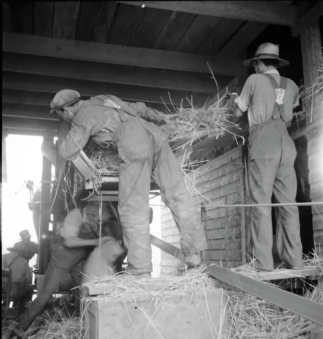 Framed Print : North Carolina threshing, 1936. Creator: Dorothea Lange Framed Print : North Carolina threshing, 1936. Creator: Dorothea Lange