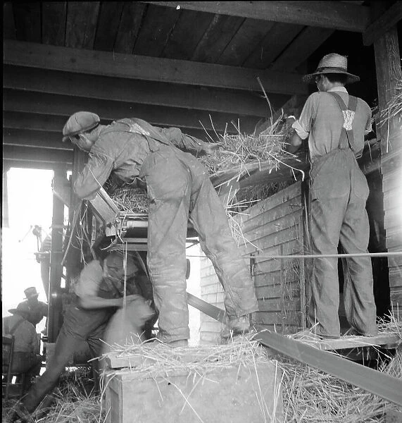 North Carolina threshing, 1936. Creator: Dorothea Lange