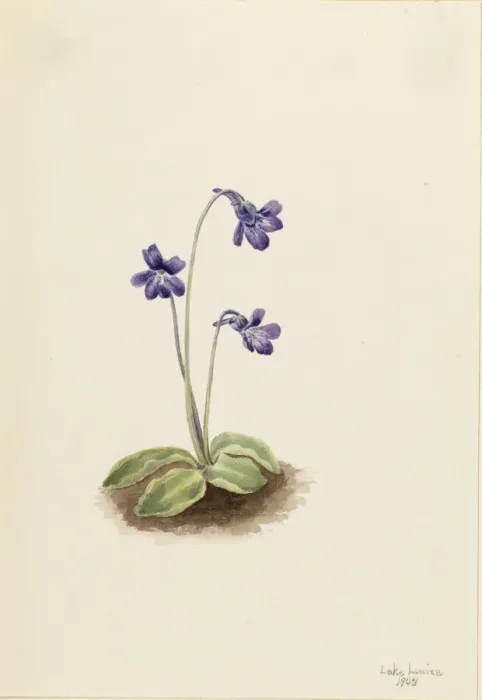 Framed Print : Northern Butterwort (Pinguicula vulgaris), 1903. Creator: Mary Vaux Walcott Framed Print : Northern Butterwort (Pinguicula vulgaris), 1903. Creator: Mary Vaux Walcott