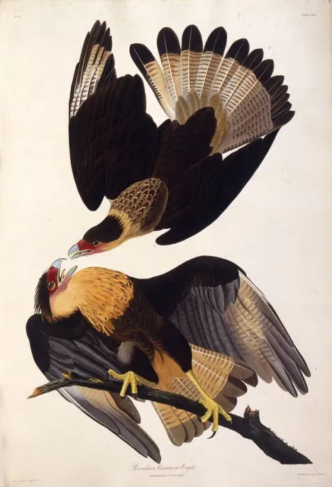 Framed Print : The northern crested caracara. From The Birds of America, 1827-1838. Creator: Audubon Framed Print : The northern crested caracara. From The Birds of America, 1827-1838. Creator: Audubon
