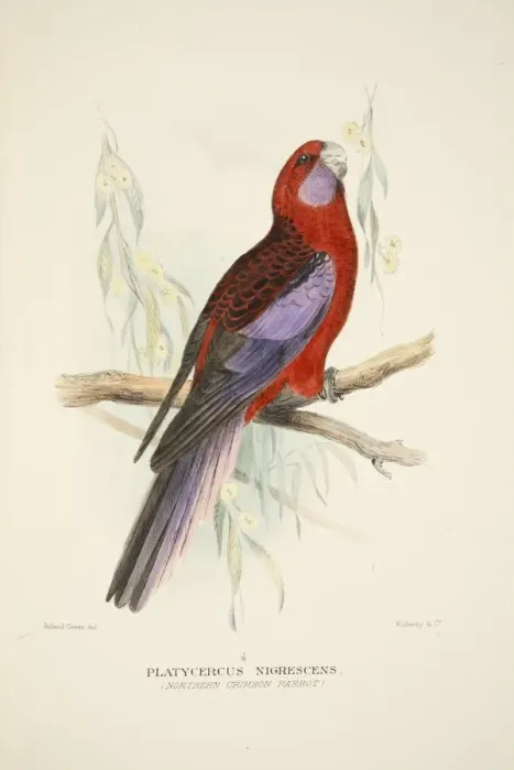 Framed Print : Northern Crimson Parrot, pub. 1916 (hand coloured engraving). Creator: Roland Green (1896 - 1972) Framed Print : Northern Crimson Parrot, pub. 1916 (hand coloured engraving). Creator: Roland Green (1896 - 1972)