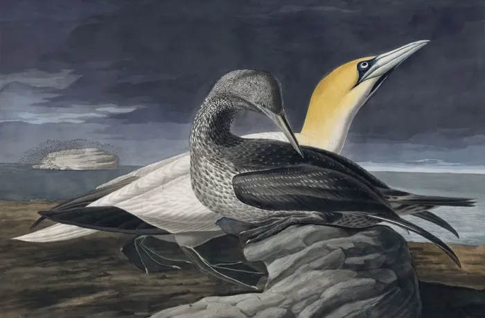 Framed Print : Northern Gannet, Morus Bassanus, 1845 Framed Print : Northern Gannet, Morus Bassanus, 1845