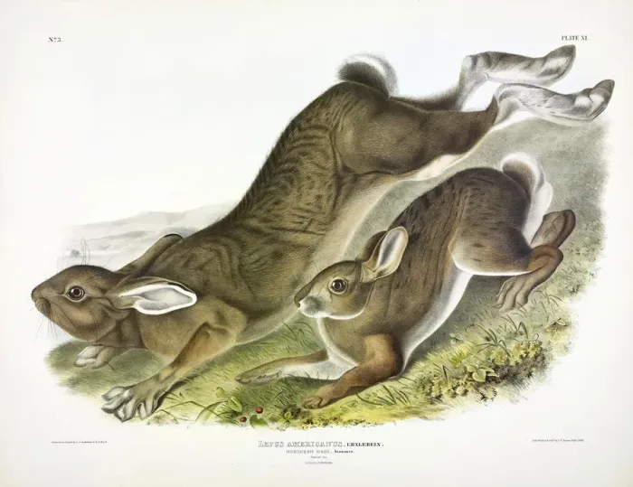 Framed Print : Northern Hare, Lepus Americanus, 1845 Framed Print : Northern Hare, Lepus Americanus, 1845