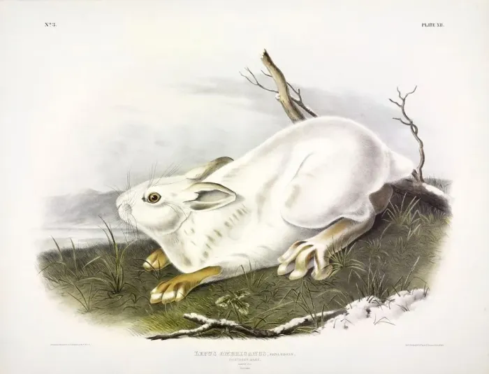 Framed Print : Northern Hare, Lepus Americanus, 1845 Framed Print : Northern Hare, Lepus Americanus, 1845