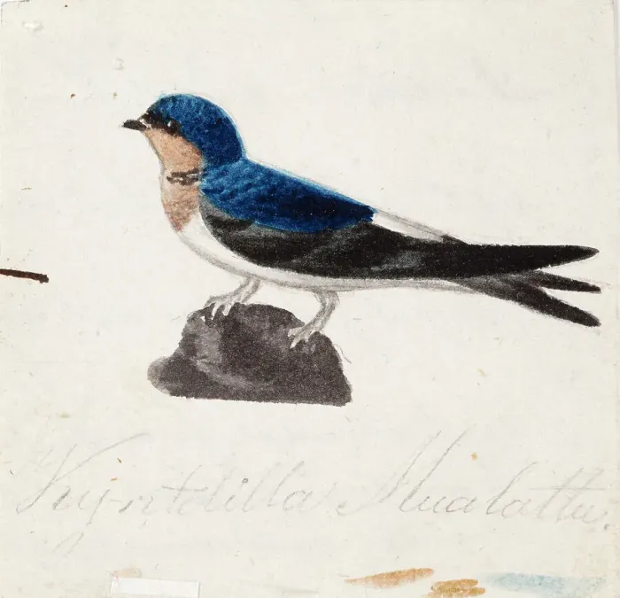 Framed Print : Northern House Martin, 1830-1835. Creator: Ferdinand von Wright Framed Print : Northern House Martin, 1830-1835. Creator: Ferdinand von Wright