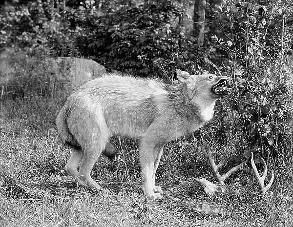 A Northern Michigan timber wolf, Sault Sainte Marie, between 1905 and 1915. Creator: Unknown
