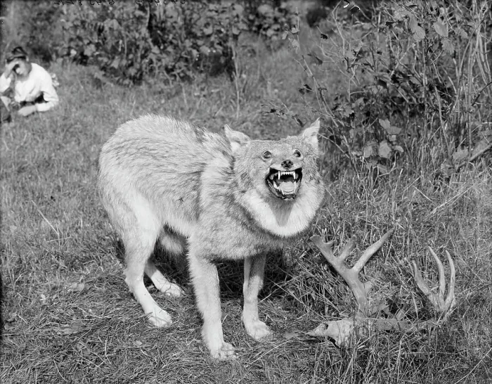 Framed Print : A Northern Michigan timber wolf, Sault Sainte Marie, between 1905 and 1915. Creator: Unknown Framed Print : A Northern Michigan timber wolf, Sault Sainte Marie, between 1905 and 1915. Creator: Unknown