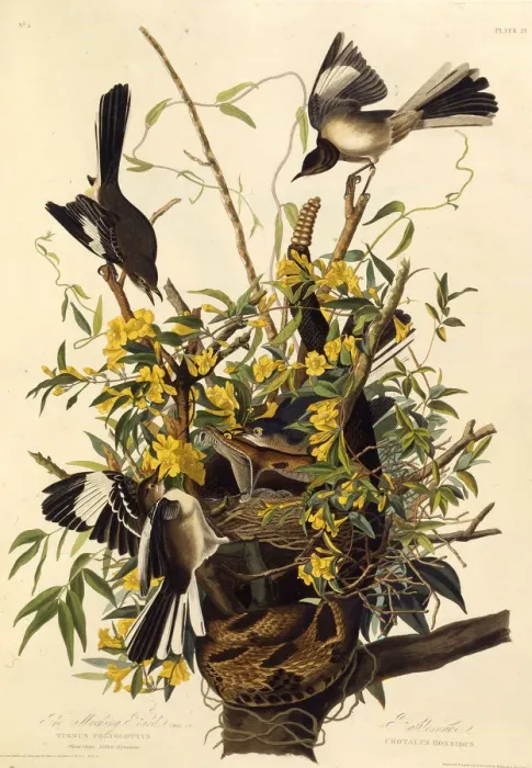 Framed Print : The northern mockingbird. From The Birds of America, 1827-1838. Creator: Audubon Framed Print : The northern mockingbird. From The Birds of America, 1827-1838. Creator: Audubon