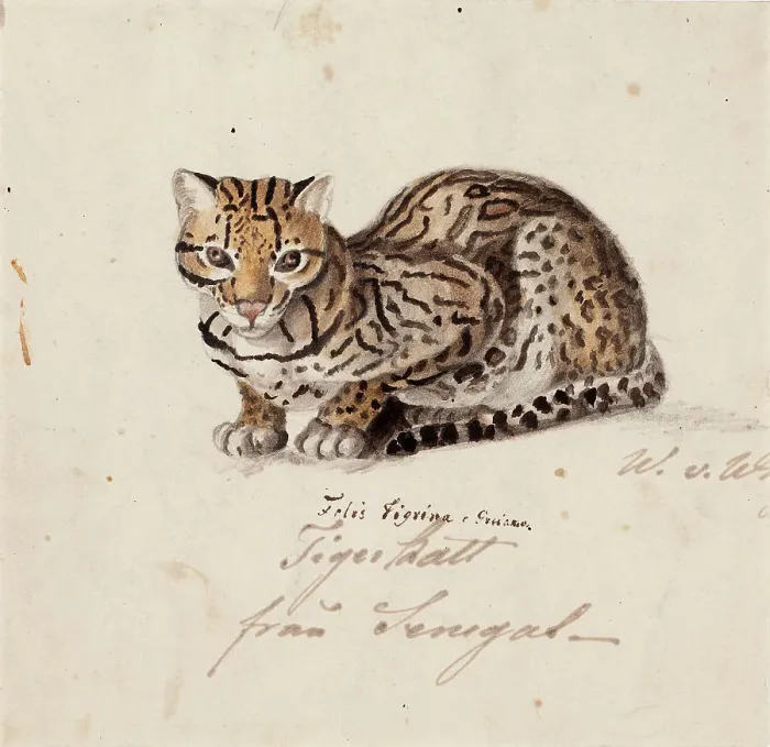 Framed Print : Northern Tiger Cat, 1829. Creator: Wilhelm von Wright Framed Print : Northern Tiger Cat, 1829. Creator: Wilhelm von Wright