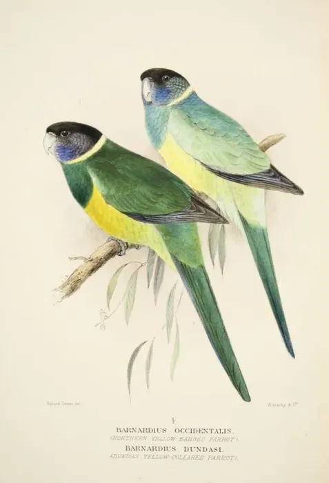 Framed Print : Northern Yellow Banded Parrot and Dundas Yellow Collared Parrot, pub Framed Print : Northern Yellow Banded Parrot and Dundas Yellow Collared Parrot, pub