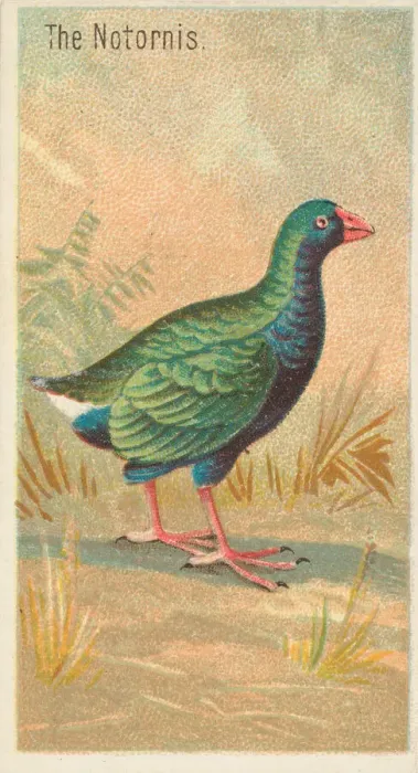 Framed Print : The Notornis, from the Birds of the Tropics series (N5) for Allen & Framed Print : The Notornis, from the Birds of the Tropics series (N5) for Allen &