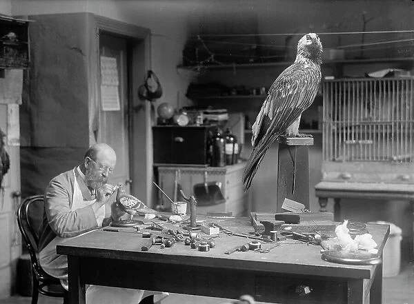N.R. Wood of Smithsonian Institution - Mounting Birds, 1916. Creator: Unknown