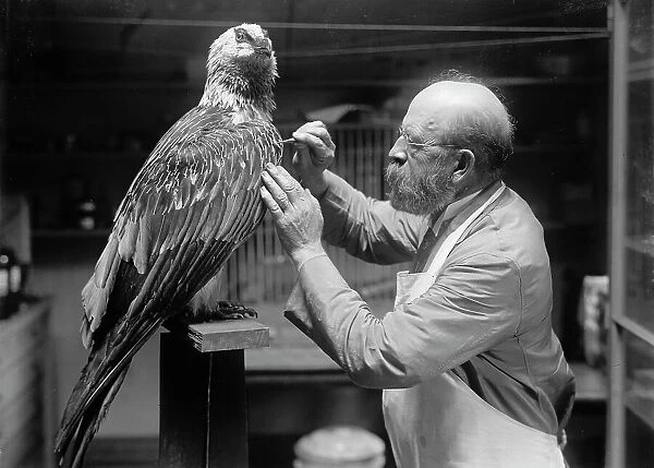 N.R. Wood of Smithsonian Institution - Mounting Birds, 1916. Creator: Unknown