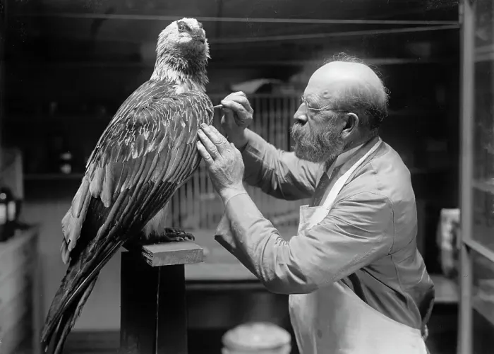 Framed Print : N.R. Wood of Smithsonian Institution - Mounting Birds, 1916. Creator: Unknown