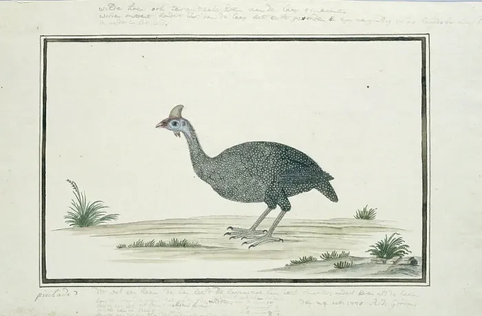 Framed Print : Numida meleagris (Helmeted guineafowl), 1778. Creator: Robert Jacob Gordon Framed Print : Numida meleagris (Helmeted guineafowl), 1778. Creator: Robert Jacob Gordon