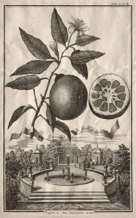 Framed Print : Nurnbergische Hesperides: Aranzo de fior doppio, 1714. Creator: Joseph de Montalegre (Hungarian) Framed Print : Nurnbergische Hesperides: Aranzo de fior doppio, 1714. Creator: Joseph de Montalegre (Hungarian)