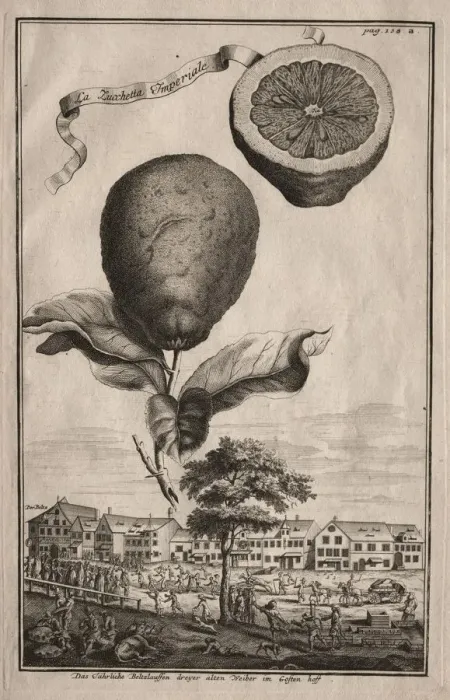 Framed Print : Nurnbergische Hesperides: La Luchetta Imoperiale, 1714. Creator: Joseph de Montalegre (Hungarian) Framed Print : Nurnbergische Hesperides: La Luchetta Imoperiale, 1714. Creator: Joseph de Montalegre (Hungarian)