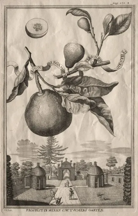 Framed Print : Nurnbergische Hesperides: Limon bergamotto personzin gientile, 1714 Framed Print : Nurnbergische Hesperides: Limon bergamotto personzin gientile, 1714