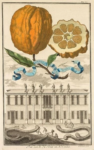 Nurnbergische Hesperides: No185 - Aranzo Striato dolce. Palazzo del N. H. Fonte in Noventa, c1708