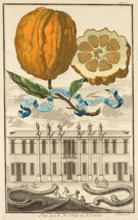 Framed Print : Nurnbergische Hesperides: No185 - Aranzo Striato dolce. Palazzo del N. H. Fonte in Noventa, c1708