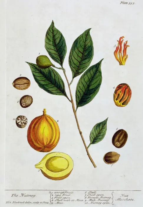 Framed Print : Nutmeg, 1782. Artist: Elizabeth Blackwell