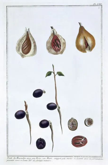 Framed Print : Nutmeg, c1751-1807. Artist: Pierre Joseph Buchoz Framed Print : Nutmeg, c1751-1807. Artist: Pierre Joseph Buchoz