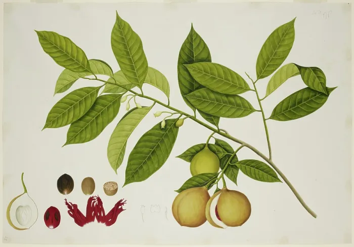 Framed Print : Nutmeg Tree, c1824. Creator: Unknown Framed Print : Nutmeg Tree, c1824. Creator: Unknown
