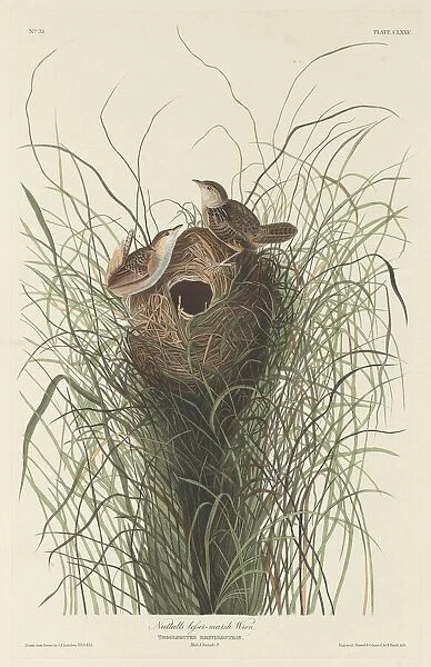 Nuttalls Lesser Marsh Wren, 1833. Creator: Robert Havell