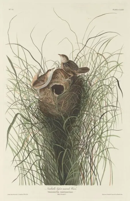 Framed Print : Nuttalls Lesser Marsh Wren, 1833. Creator: Robert Havell Framed Print : Nuttalls Lesser Marsh Wren, 1833. Creator: Robert Havell