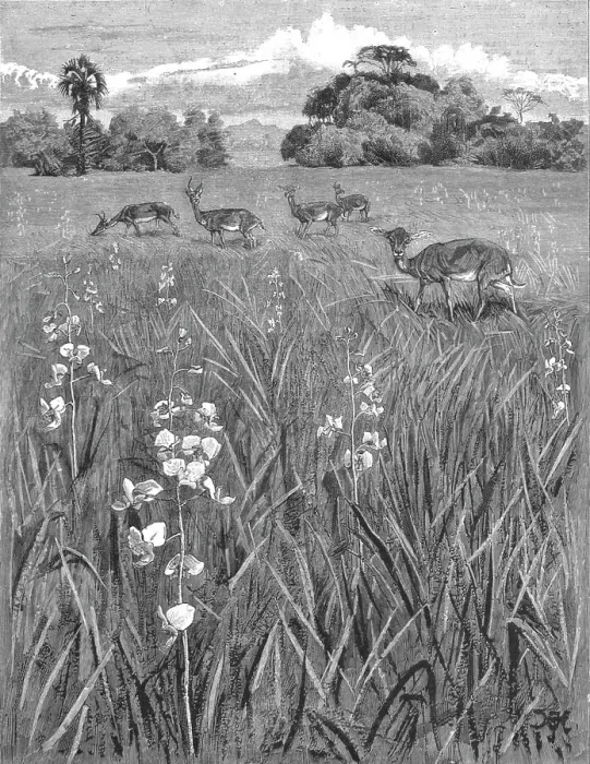 Framed Print : Nyasa - Land awaits Inhabitants; Antelopes and Orchids, 1890. Creator: Unknown Framed Print : Nyasa - Land awaits Inhabitants; Antelopes and Orchids, 1890. Creator: Unknown