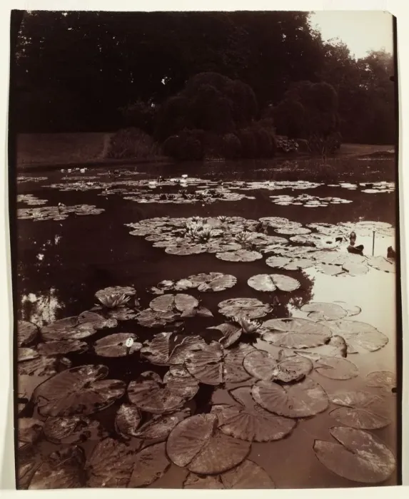 Framed Print : Nymphea, 1922-1923. Creator: Eugene Atget (French, 1857-1927) Framed Print : Nymphea, 1922-1923. Creator: Eugene Atget (French, 1857-1927)