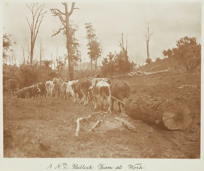 Framed Print : A N.Z. bullock team at work. From the album: Record Pictures of New Zealand, 1920s. Creator: Harry Moult Framed Print : A N.Z. bullock team at work. From the album: Record Pictures of New Zealand, 1920s. Creator: Harry Moult