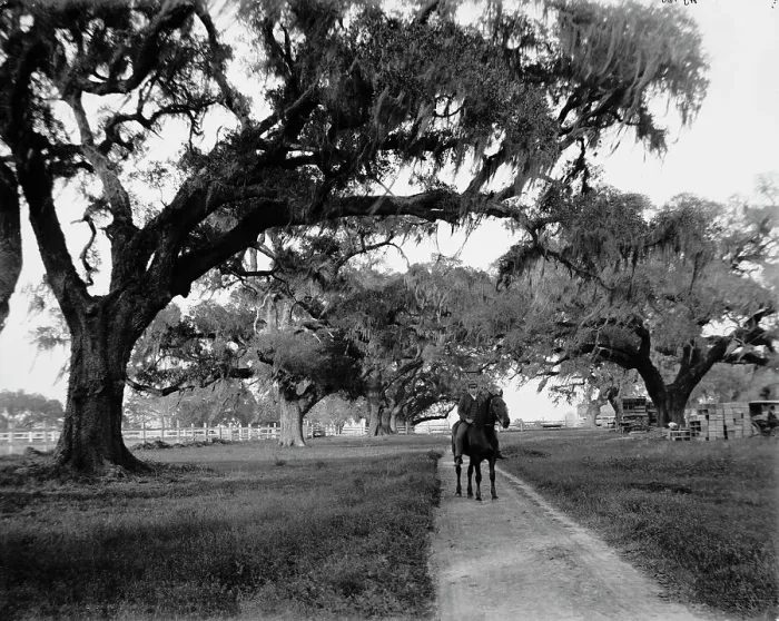 Framed Print : Oak avenue at Ashley Hall, Charleston, S.C. between 1900 and 1906. Creator: William H. Jackson Framed Print : Oak avenue at Ashley Hall, Charleston, S.C. between 1900 and 1906. Creator: William H. Jackson