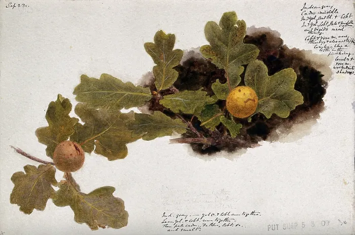 Framed Print : Oak leaves with two oak apples, c19th century. Creator: Unknown Framed Print : Oak leaves with two oak apples, c19th century. Creator: Unknown