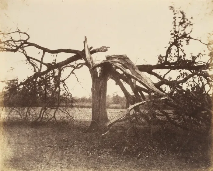 Framed Print : Oak Struck by Lightning, Badger, 1856. 1856. Creator: Alfred Capel-Cure Framed Print : Oak Struck by Lightning, Badger, 1856. 1856. Creator: Alfred Capel-Cure