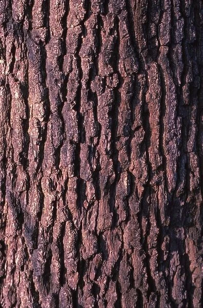 Oak Tree Bark, 20th century. Artist: CM Dixon