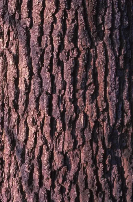 Framed Print : Oak Tree Bark, 20th century. Artist: CM Dixon Framed Print : Oak Tree Bark, 20th century. Artist: CM Dixon