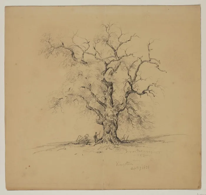 Framed Print : Oak Tree, Kingston, September 7th, 1838, 1838. Creator: John William Casilear Framed Print : Oak Tree, Kingston, September 7th, 1838, 1838. Creator: John William Casilear