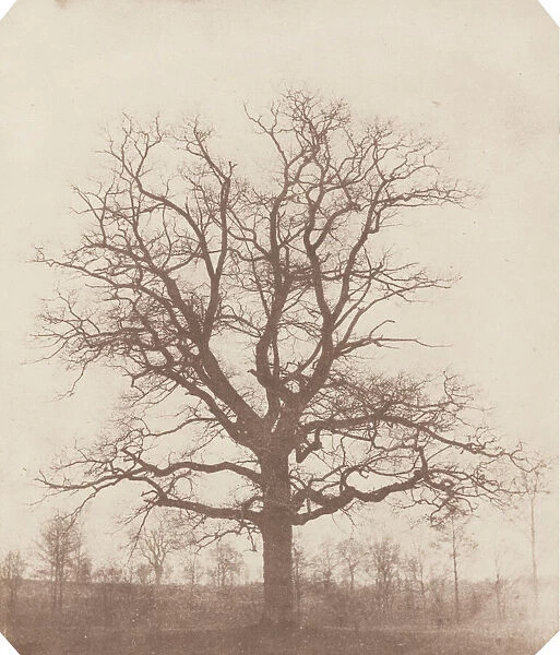 Oak Tree, mid-1840s. Creator: William Henry Fox Talbot