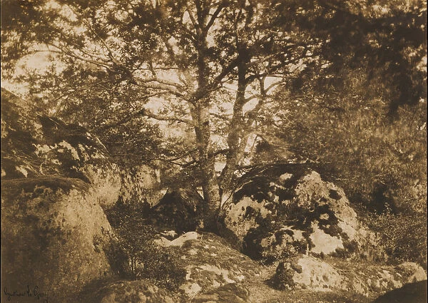 [Oak Tree and Rocks, Forest of Fontainebleau], 1849-52. Creator: Gustave Le Gray