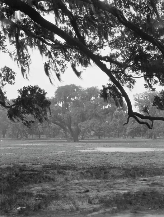 Framed Print : Oak trees, New Orleans, between 1920 and 1926. Creator: Arnold Genthe Framed Print : Oak trees, New Orleans, between 1920 and 1926. Creator: Arnold Genthe