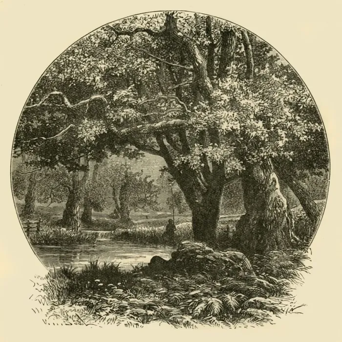 Framed Print : Oaks at Bradgate, 1898. Creator: Unknown Framed Print : Oaks at Bradgate, 1898. Creator: Unknown