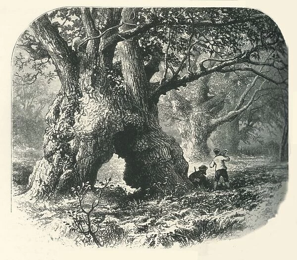Oaks in Needwood Forest, c1870