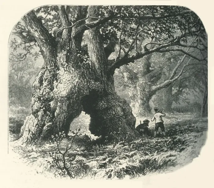 Framed Print : Oaks in Needwood Forest, c1870 Framed Print : Oaks in Needwood Forest, c1870
