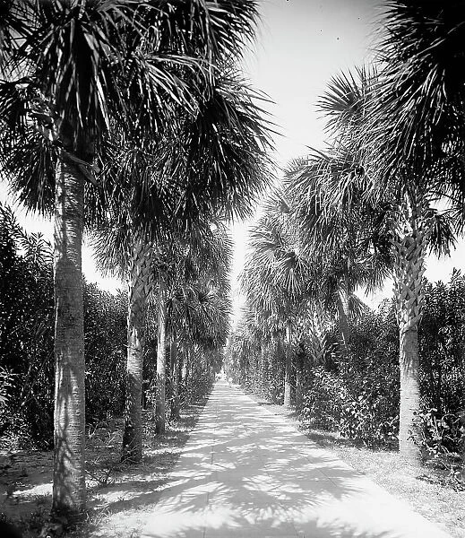 Ocean walk, Palm Beach, Fla. 1902. Creator: Unknown