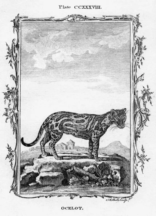 Framed Print : Ocelot. Artist: A Bell Framed Print : Ocelot. Artist: A Bell