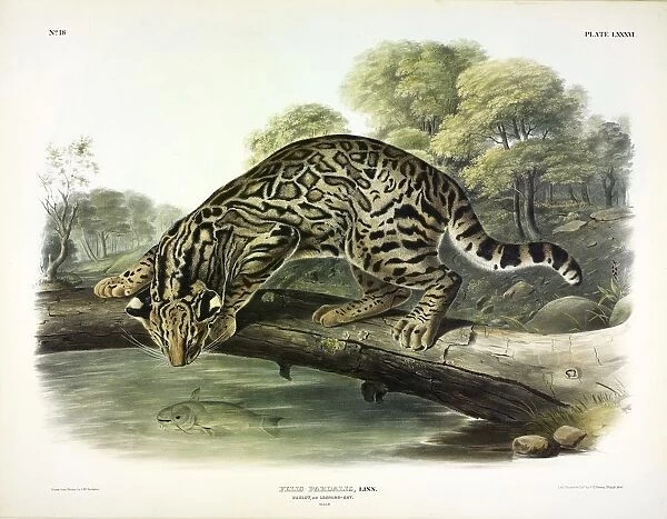 Ocelot, Felis Pardalis, 1845