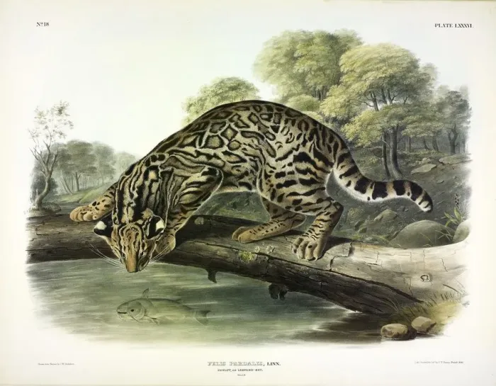 Framed Print : Ocelot, Felis Pardalis, 1845 Framed Print : Ocelot, Felis Pardalis, 1845